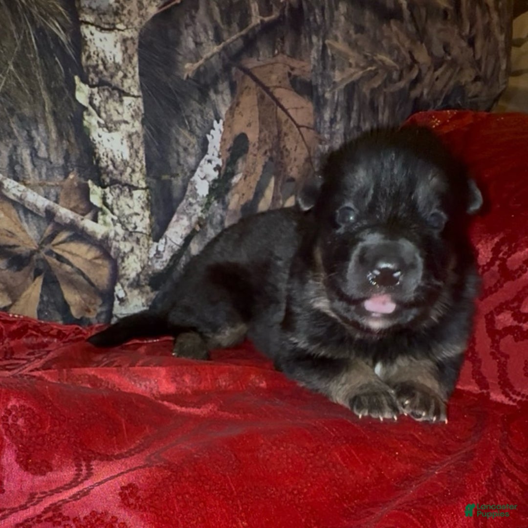 German Shepherd dogs for sale: SUPA - Ad 1