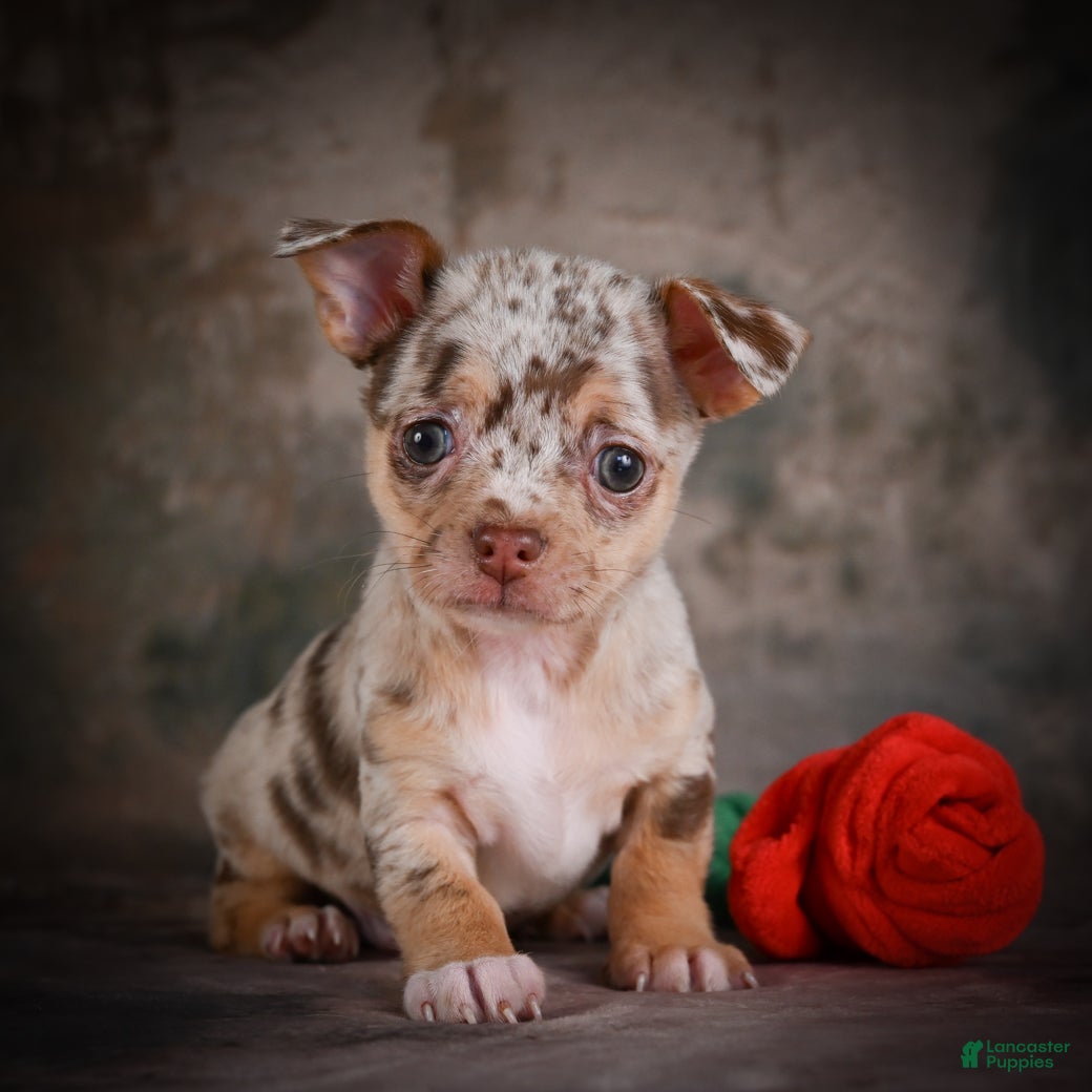 Chihuahua dogs for sale: Cash - Ad 1