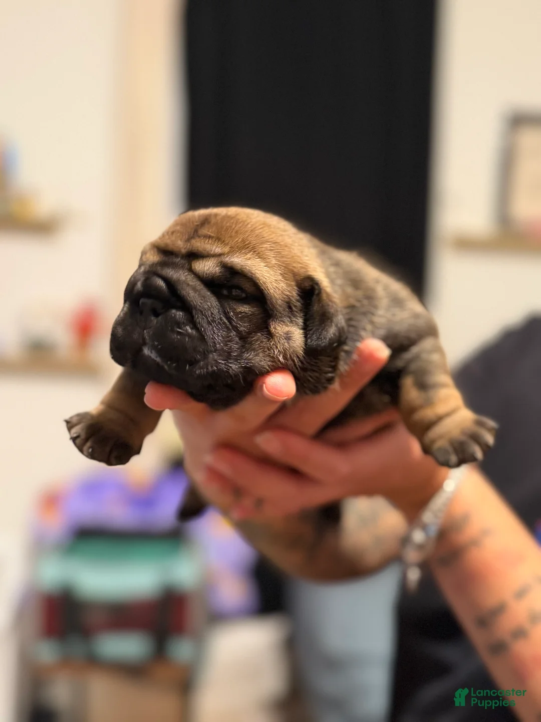 Mixed Breed dogs for sale: Luna - Ad 1