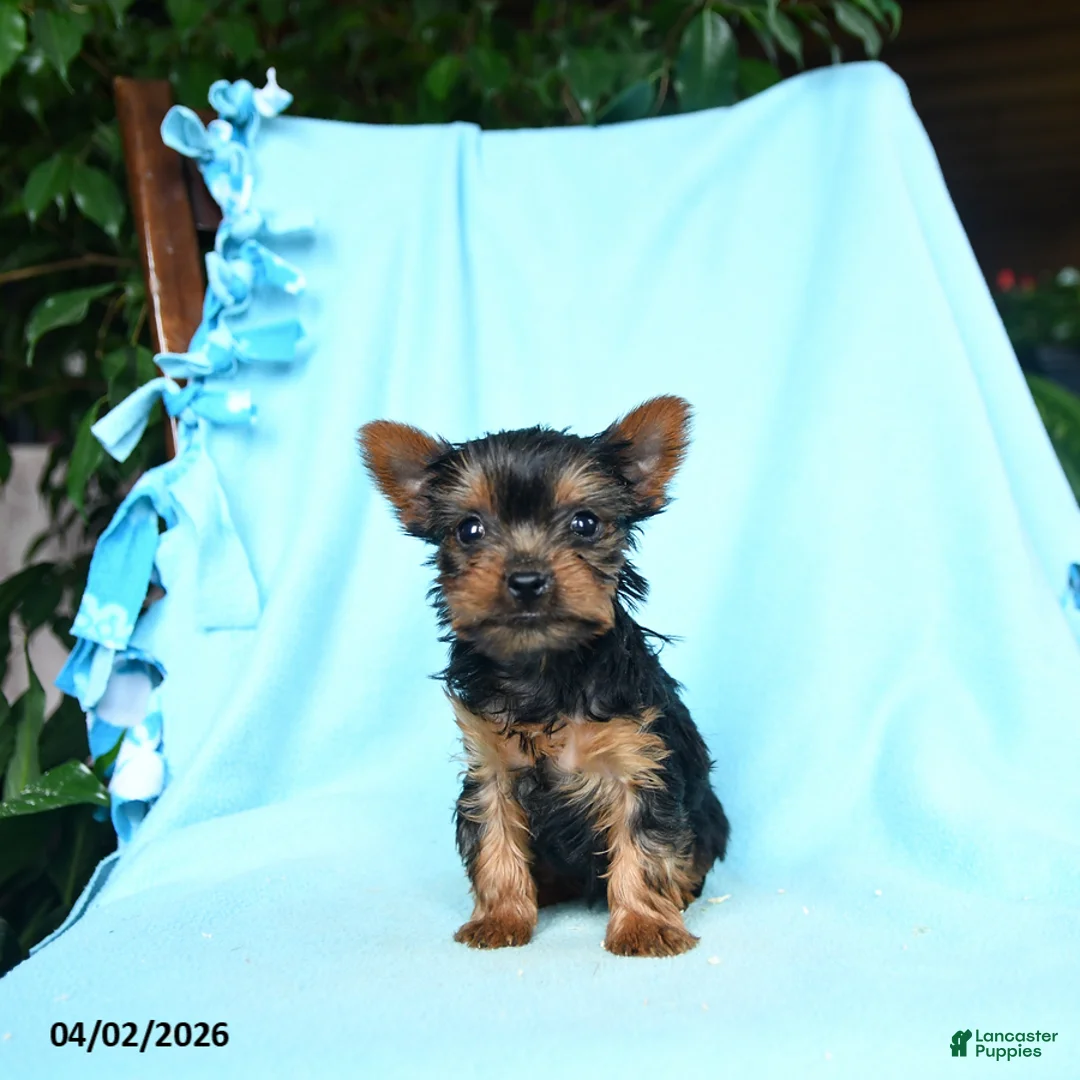 Yorkshire Terrier dogs for sale: Basil - Ad 3