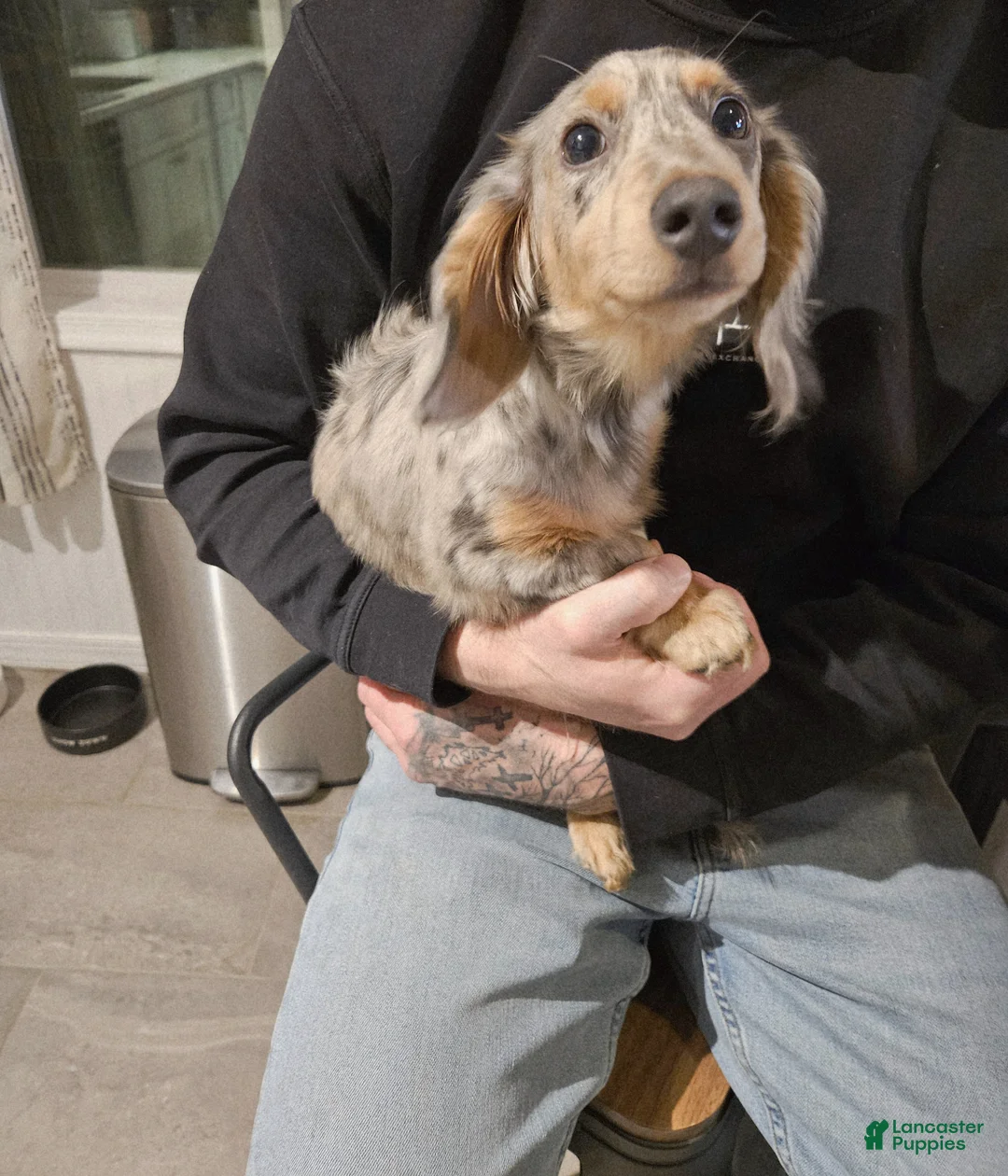 Miniature Dachshund dogs for sale: Miniature Dachshund Puppy 1 - Ad 2