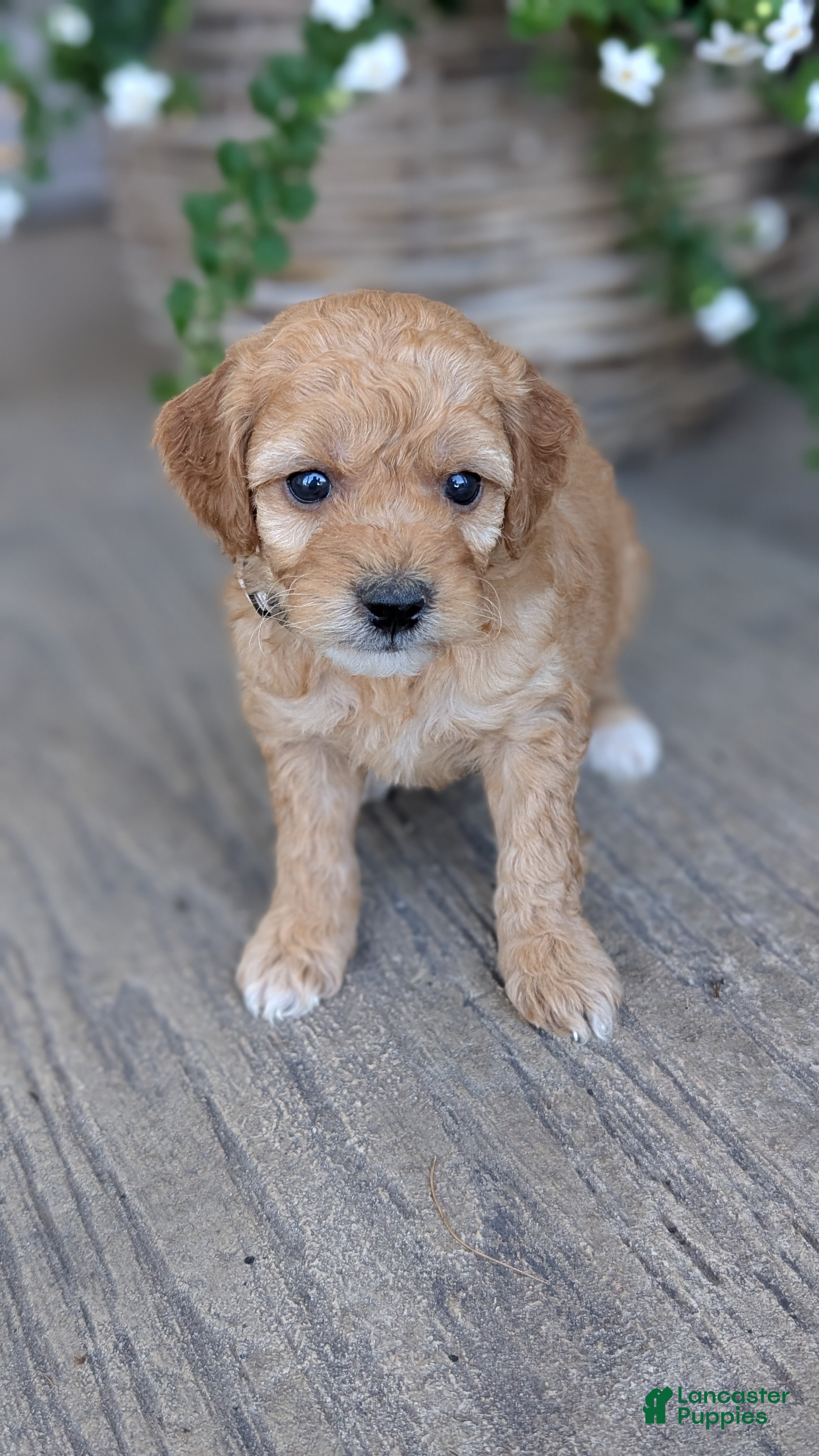 Mini Goldendoodle dogs Zoey - Ad 1