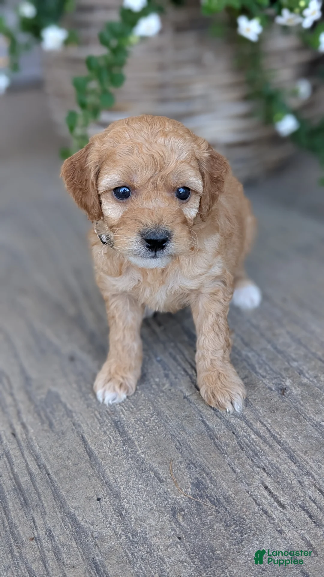 Mini Goldendoodle dogs for sale: Zoey - Ad 1