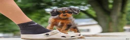 Cavapoo dogs for sale: Indy - Ad 16
