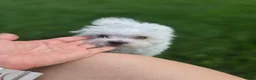 Maltese dogs for sale: Loki - Ad 4