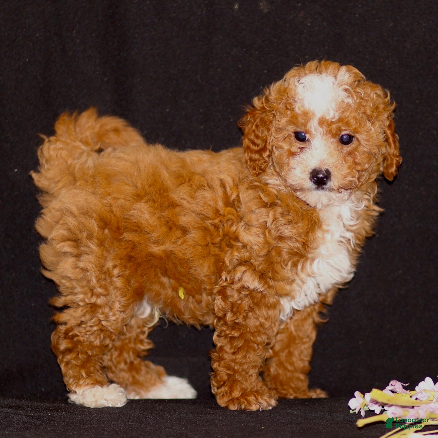 Mini Goldendoodle dogs Kory - Ad 1