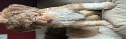 Bernedoodle dogs for sale: Zuzu - Ad 3