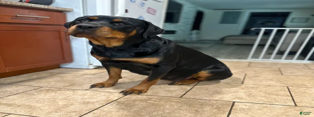 Kali