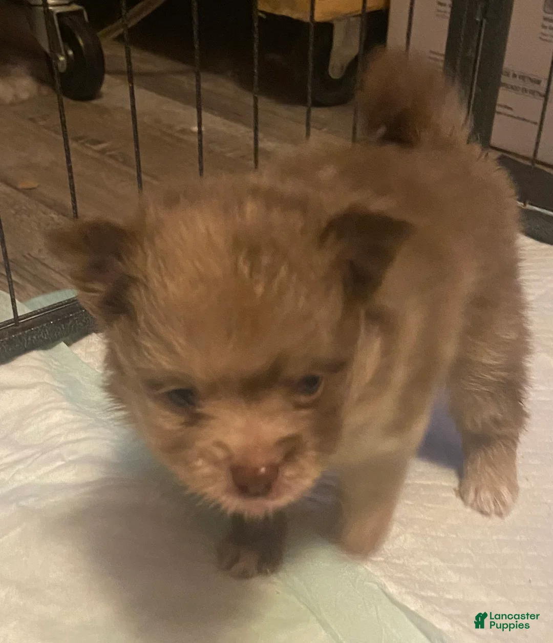 Pomeranian dogs for sale: Pomeranian 3 - Ad 2