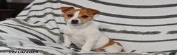 Mixed Breed dogs for sale: Bella   - Ad 1