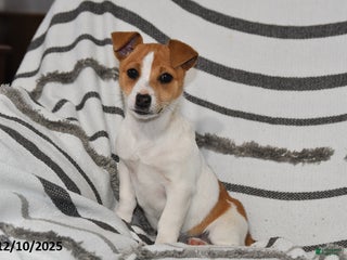 Mixed Breed dogs Bella - Ad 21
