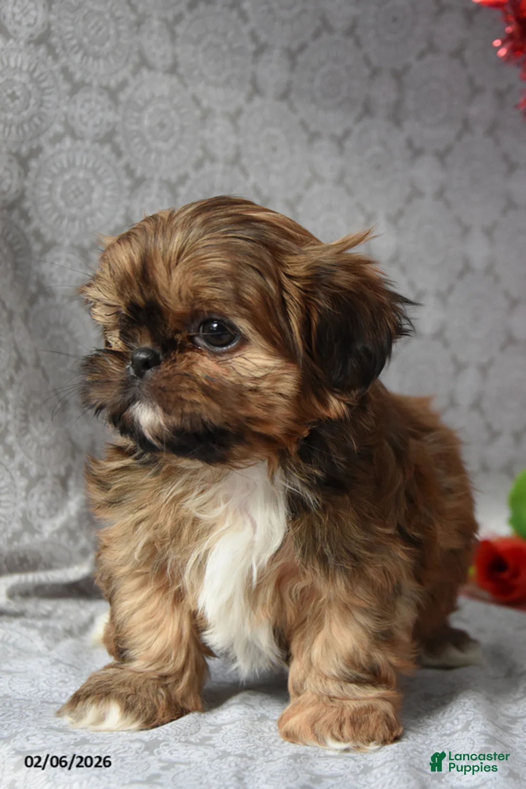 Shih Tzu dogs for sale: Sweetheart - Ad 3