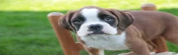 Boxer dogs for sale: Violet - Ad 4