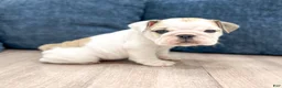 Beabull dogs for sale: Macy - Ad 3