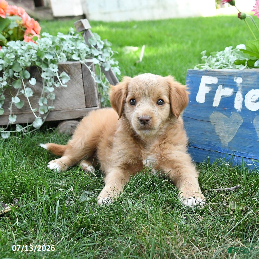 Cavapoo dogs Luke - Ad 1
