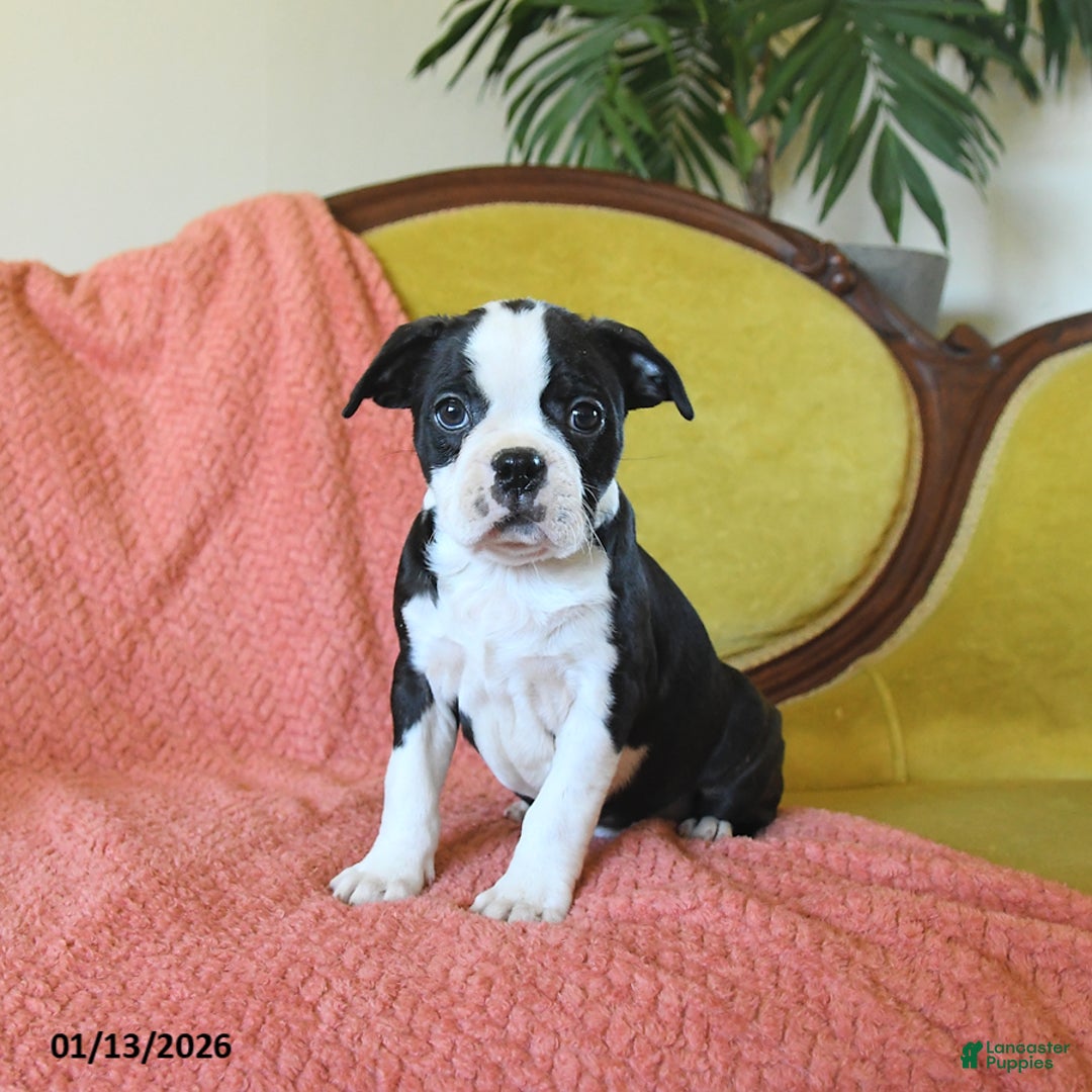 Boston Terrier dogs for sale: Jingles - Ad 3