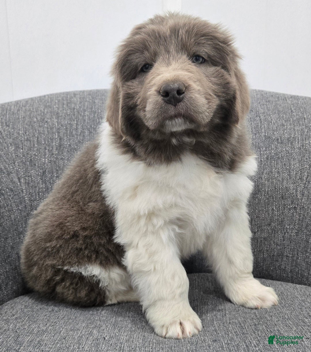 Newfoundland dogs for sale: Bailey  - Ad 7