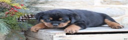 Rottweiler dogs for sale: Haven - Ad 3