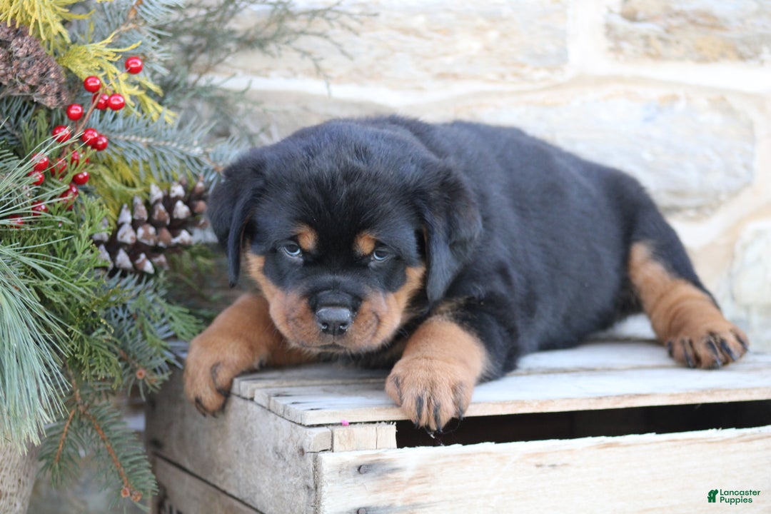 Rottweiler dogs for sale: Haven - Ad 3