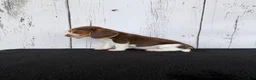 Beagle dogs for sale: Layla - Ad 3