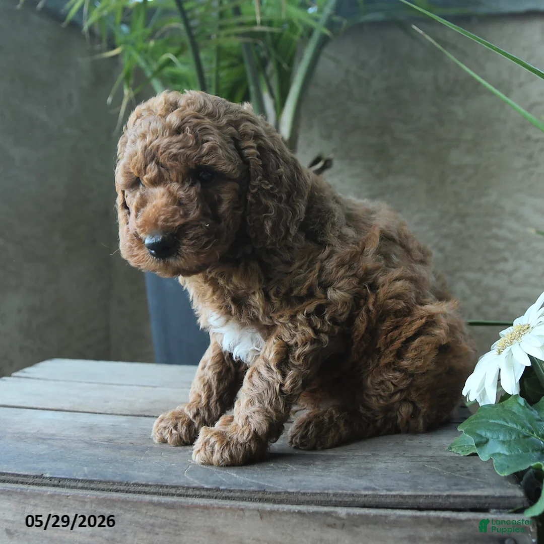 Miniature Poodle dogs for sale: Valor - Ad 2