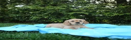 Miniature Golden Retriever dogs for sale: Kitty - Ad 4