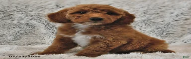 Taffy