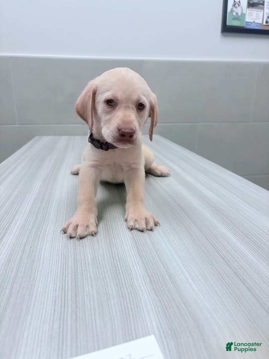 Labrador Retriever dogs for sale: Labrador Retriever 5 - Ad 8