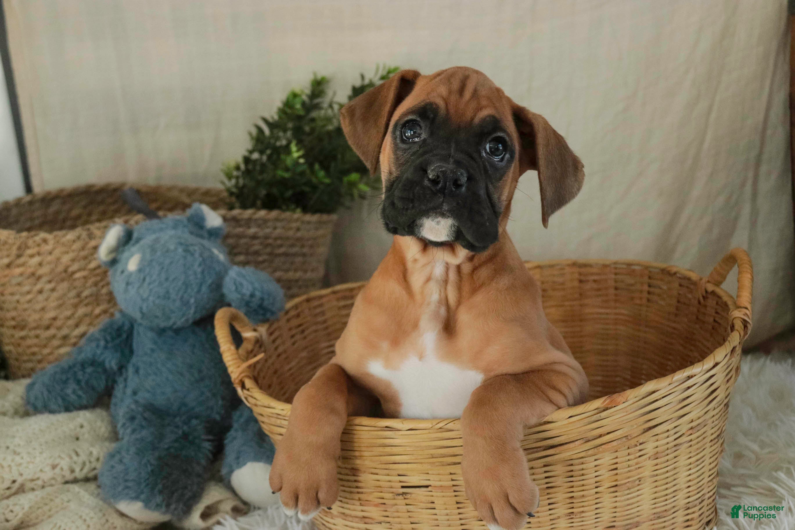 Boxer dogs Cleo - Ad 36