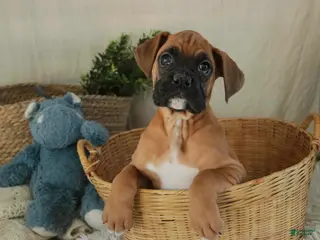 Boxer dogs Cleo - Ad 33