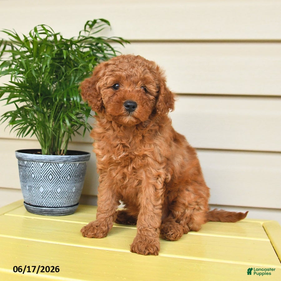 Miniature Poodle dogs for sale: Laurie - Ad 3