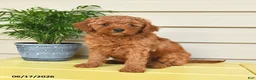 Miniature Poodle dogs for sale: Laurie - Ad 1