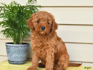 Miniature Poodle dogs for sale: Laurie - Ad 3