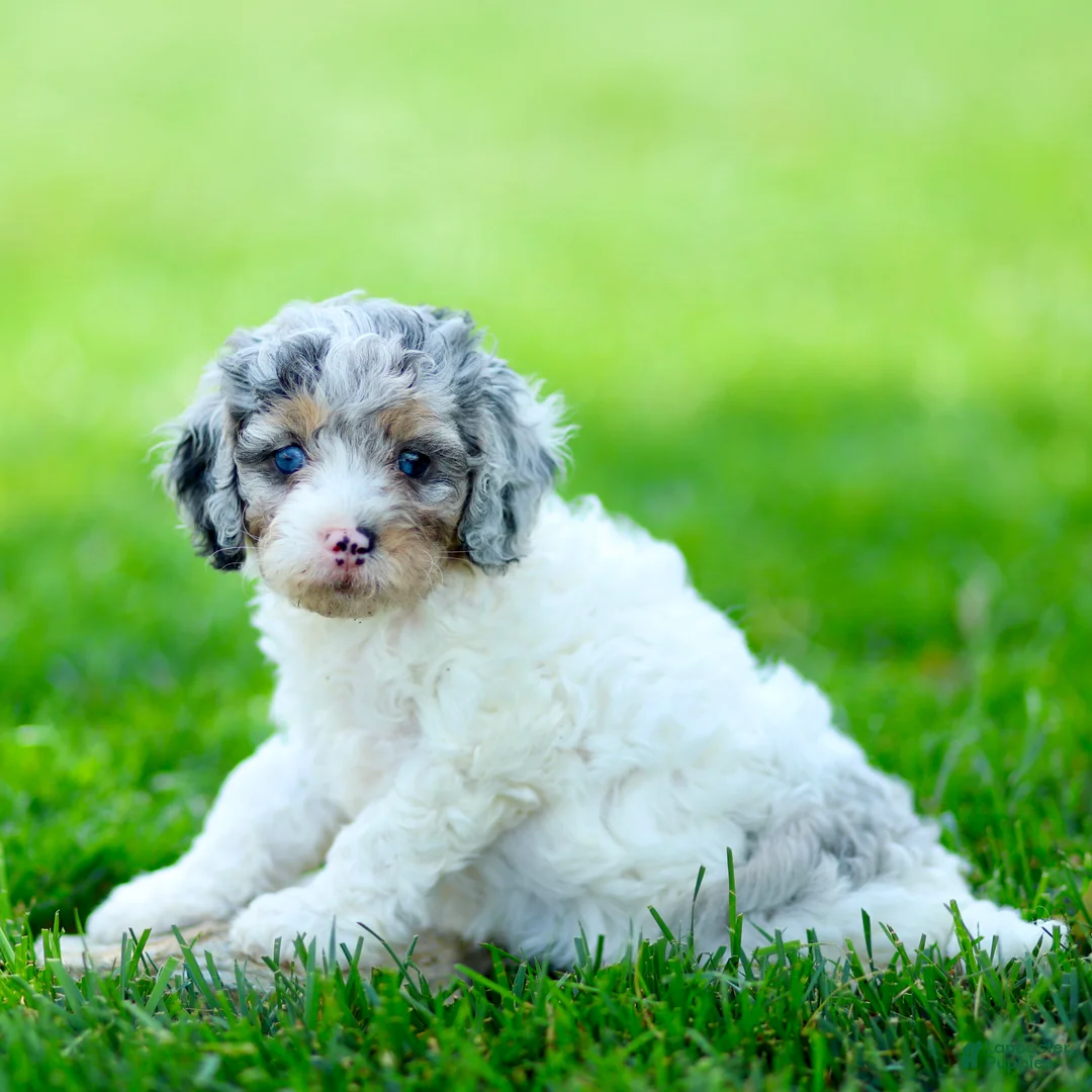 Cavapoo dogs for sale: Emma - Ad 3