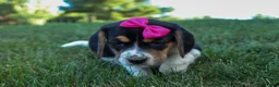 Beagle dogs for sale: Cora 💖 - Ad 16