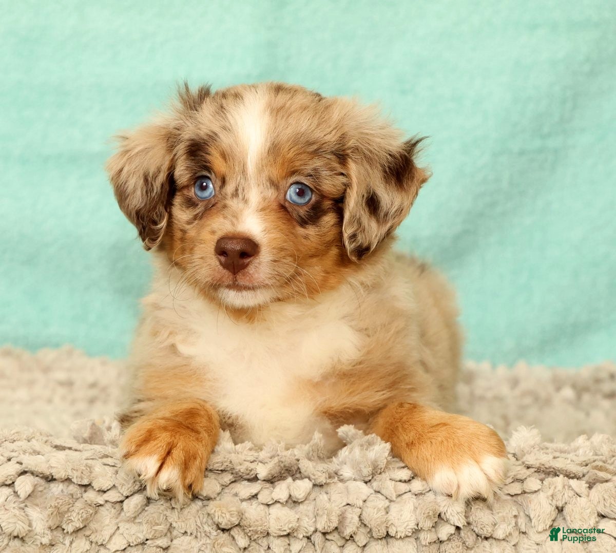 Mini Aussiedoodle dogs Lee - Ad 1