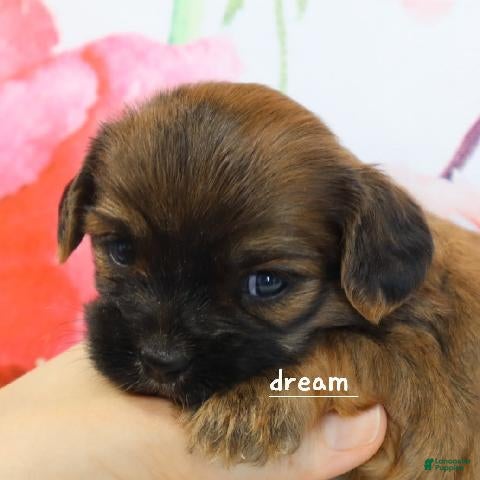 Mixed Breed dogs Briar - Ad 2