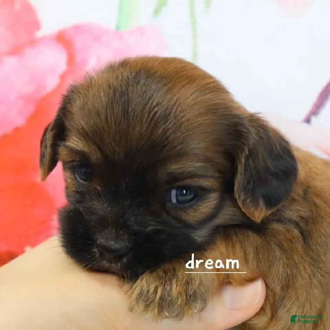 Mixed Breed dogs for sale: Briar - Ad 2