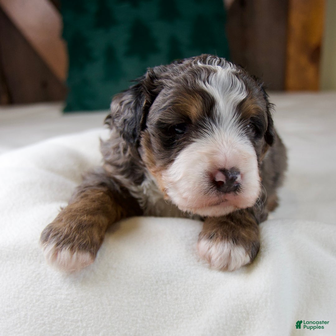 Mini Bernedoodle dogs for sale: Pudding Pop - Ad 2