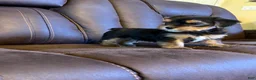 Yorkshire Terrier dogs for sale: Yorkshire Terrier 6 - Ad 4
