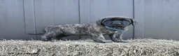 English Mastiff dogs for sale: Monty - Ad 4