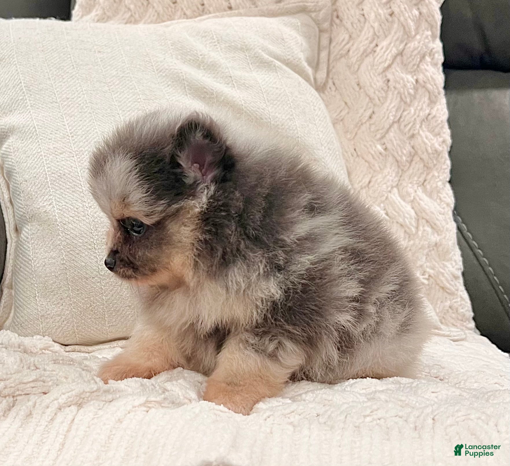 Pomeranian dogs Mario - Ad 2