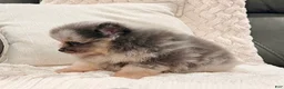 Pomeranian dogs for sale: Mario - Ad 2