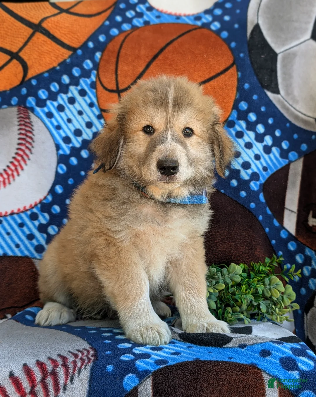 Mixed Breed dogs for sale: Mitchell - Ad 1
