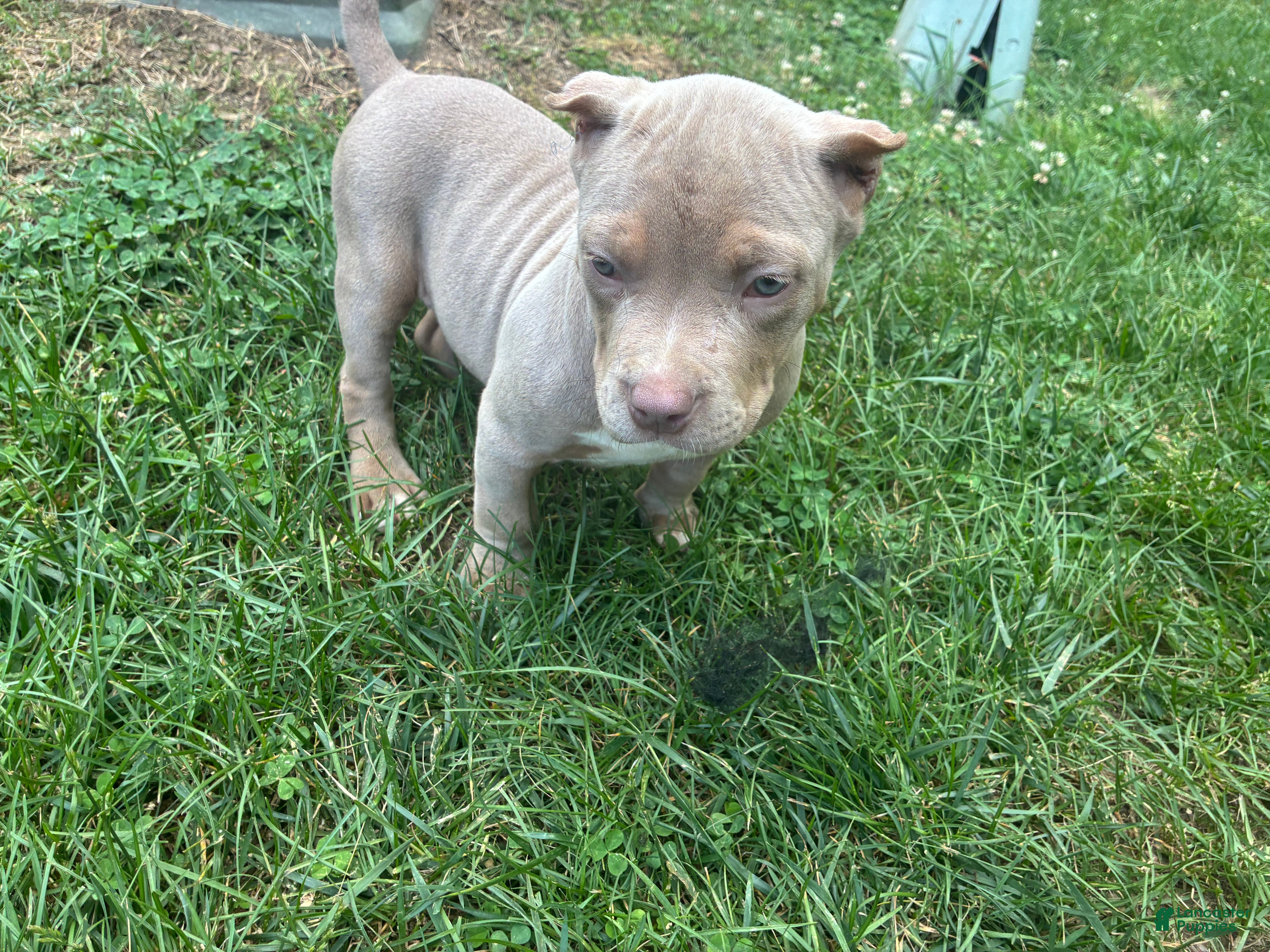 American Bully dogs American Bully Puppy 1 - Ad 42