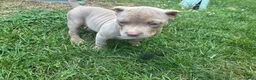 American Bully dogs for sale: American Bully Puppy 1 - Ad 1