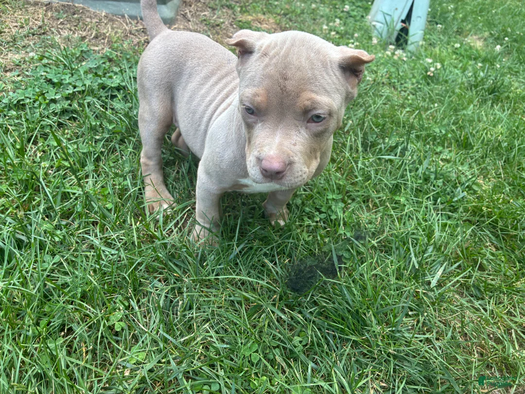 American Bully dogs for sale: American Bully Puppy 1 - Ad 1
