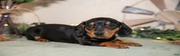Miniature Dachshund dogs for sale: Sasha - Ad 1