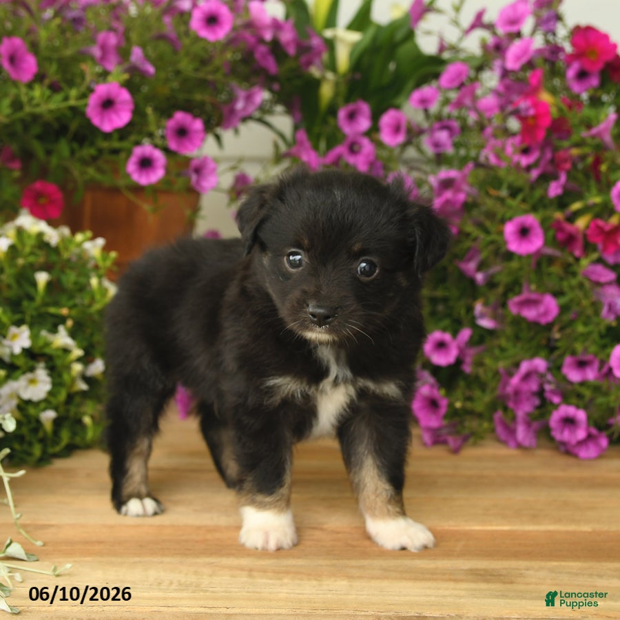 Toy Australian Shepherd dogs Anthony - Ad 2
