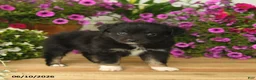Toy Australian Shepherd dogs for sale: Anthony - Ad 2